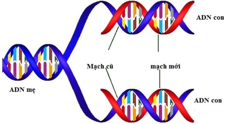ADN Được Cấu Tạo Theo Nguyên Tắc Nào